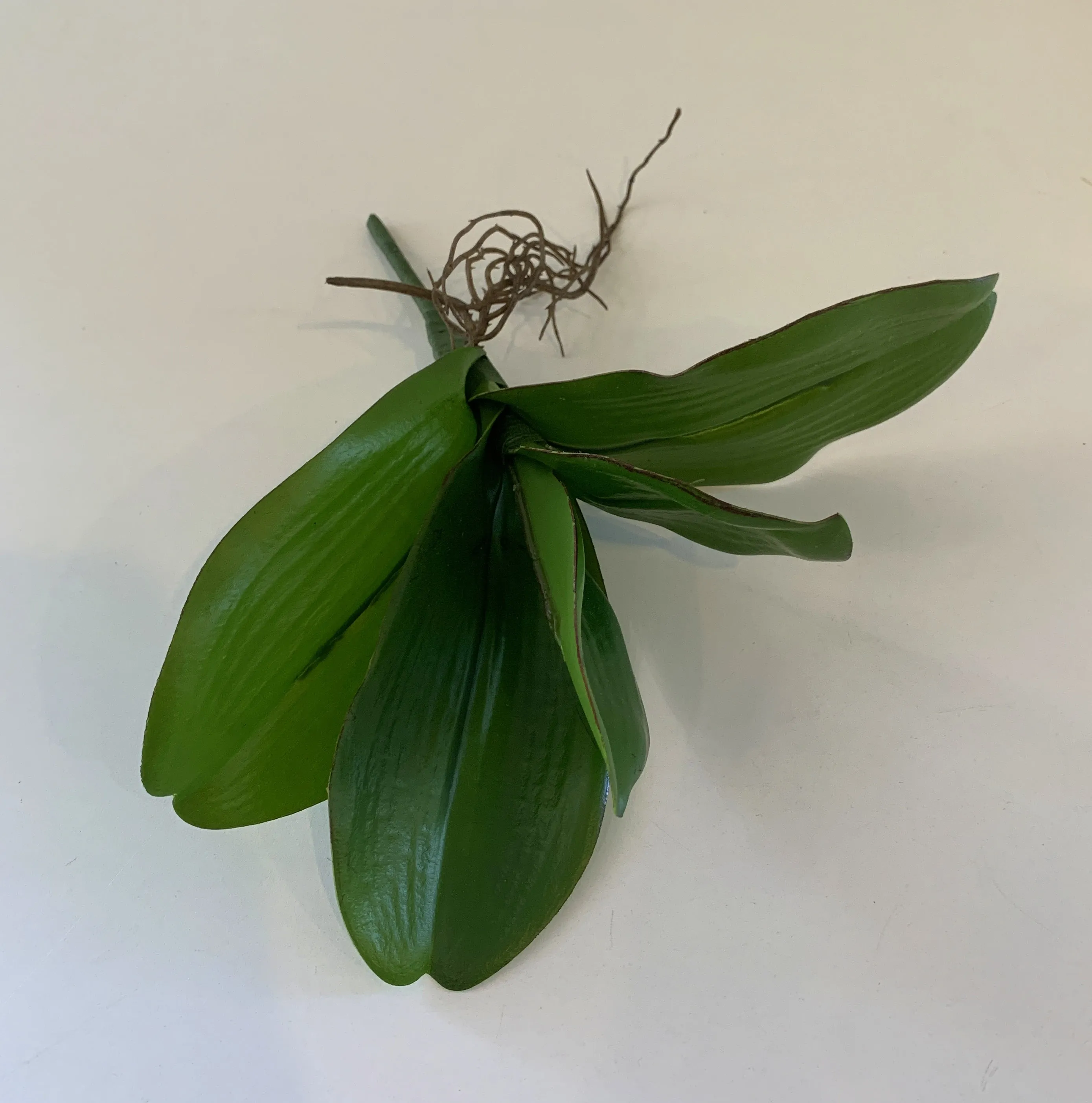 SP0338 Phalaenopsis Orchid Leaves with Roots 27cm Real Touch
