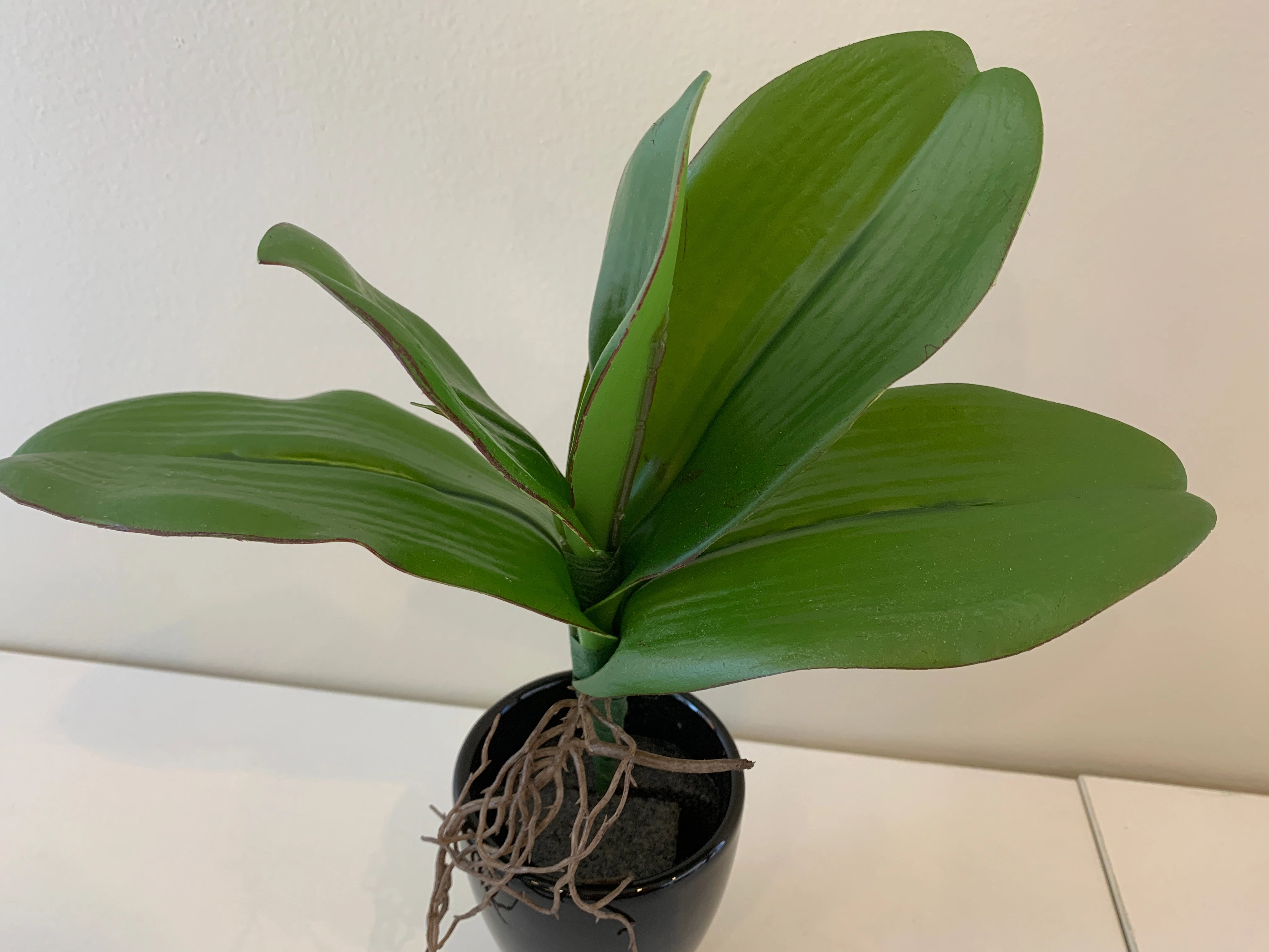 SP0338 Phalaenopsis Orchid Leaves with Roots 27cm Real Touch