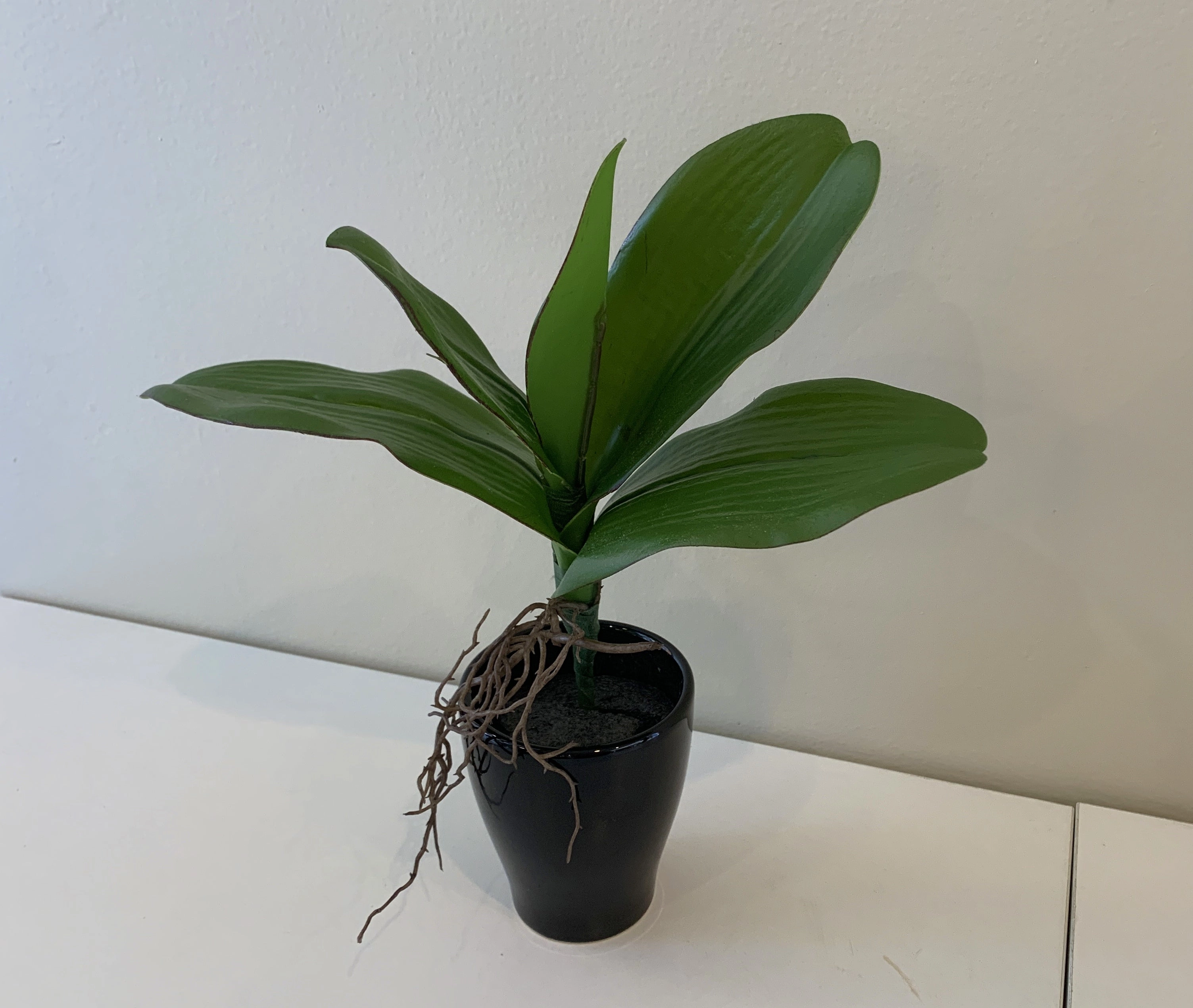 SP0338 Phalaenopsis Orchid Leaves with Roots 27cm Real Touch