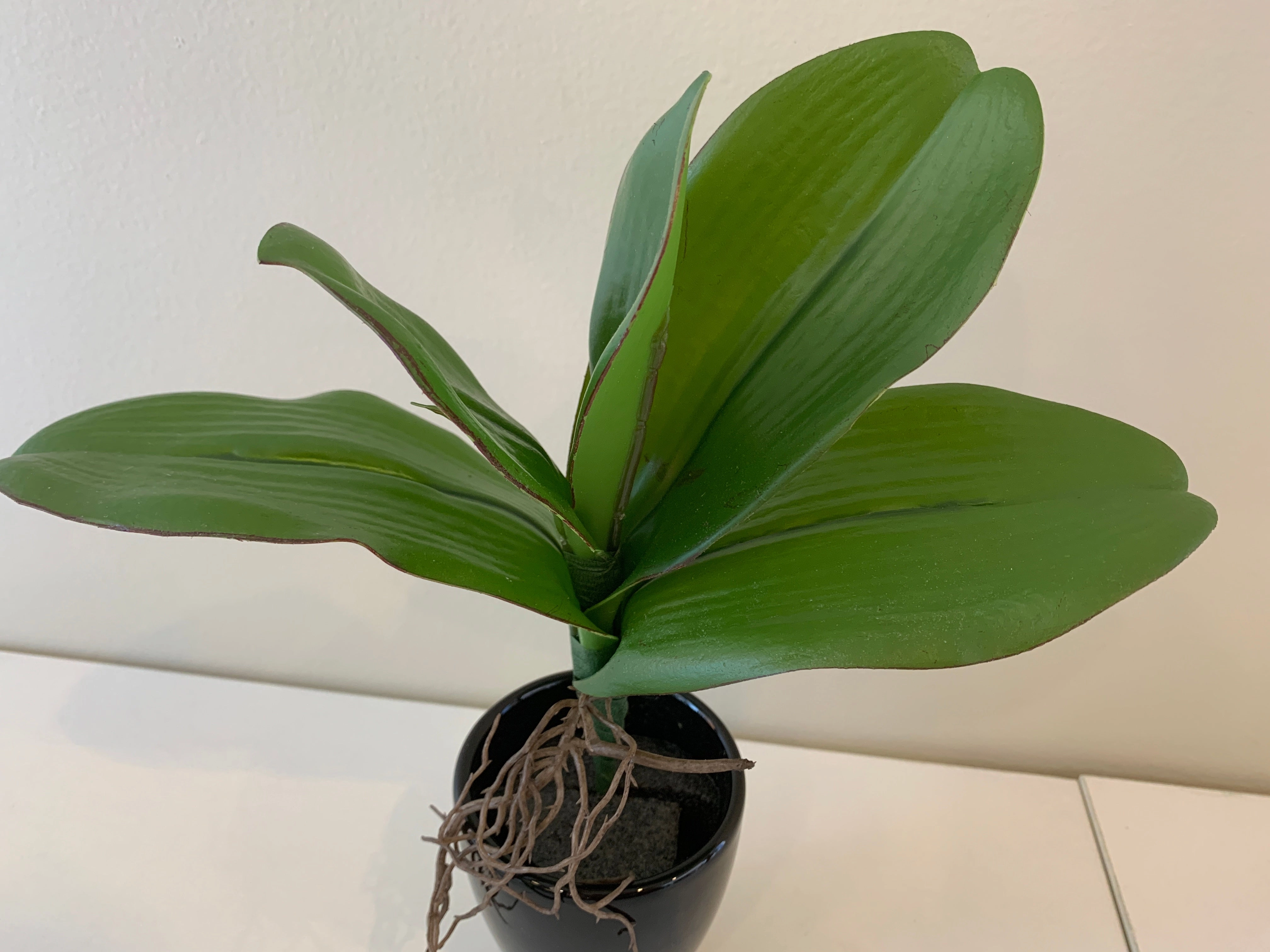 SP0338 Phalaenopsis Orchid Leaves with Roots 27cm Real Touch