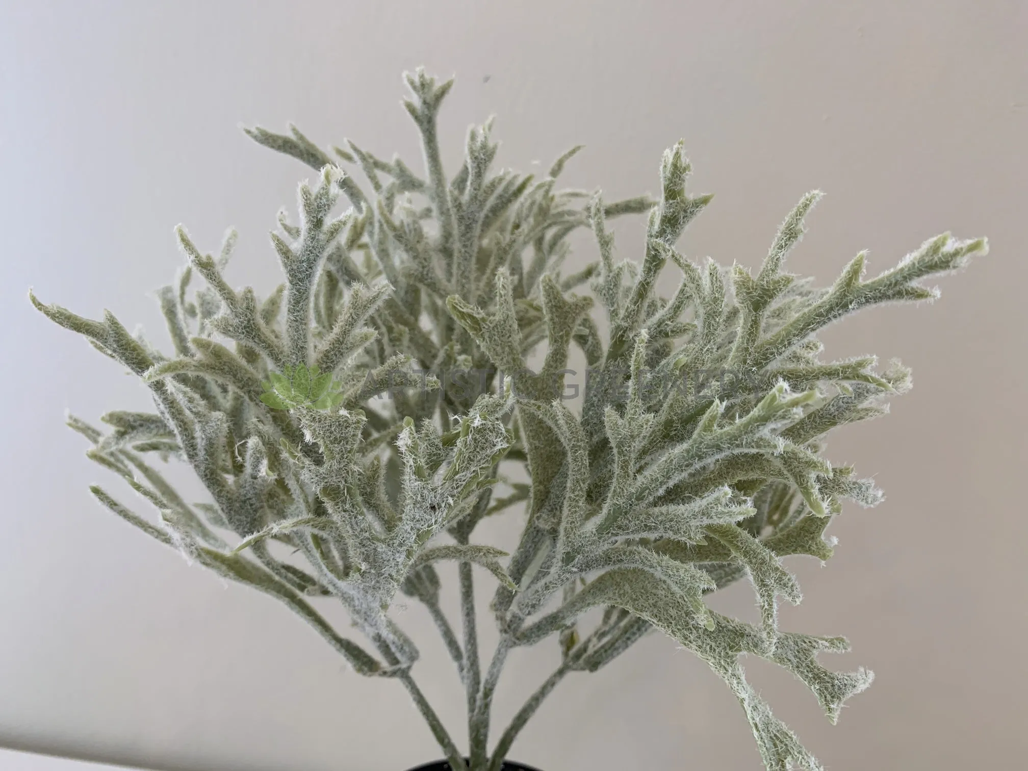 SP0344 Small Staghorn / Antlers Plant 31cm