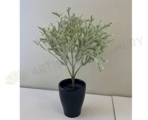 SP0344 Small Staghorn / Antlers Plant 31cm dried green plant  