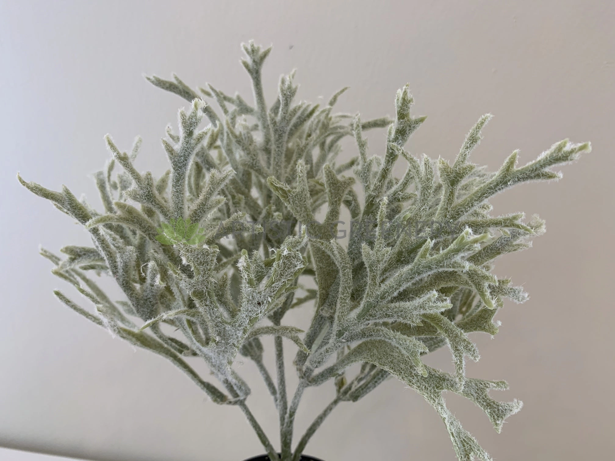 SP0344 Small Staghorn / Antlers Plant 31cm