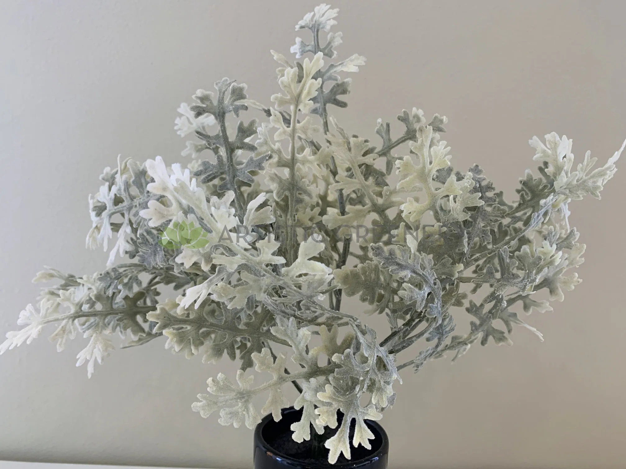 SP0345 Dusty Miller Plant 32cm