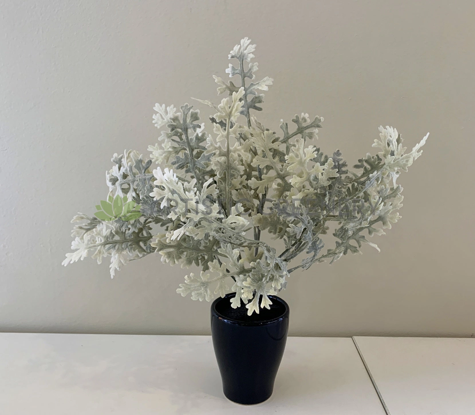 SP0345 Dusty Miller Plant 32cm
