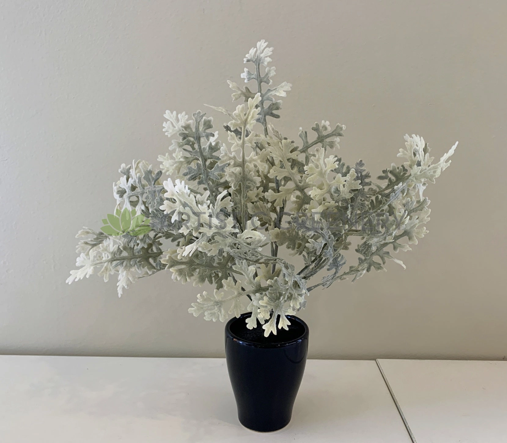 SP0345 Dusty Miller Plant 32cm
