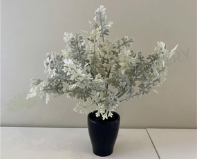 SP0345 Dusty Miller Plant 32cm indoor plant stand  