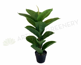 SP0350 Rubber Plant / Rubber Fig 75cm indoor plant stand  