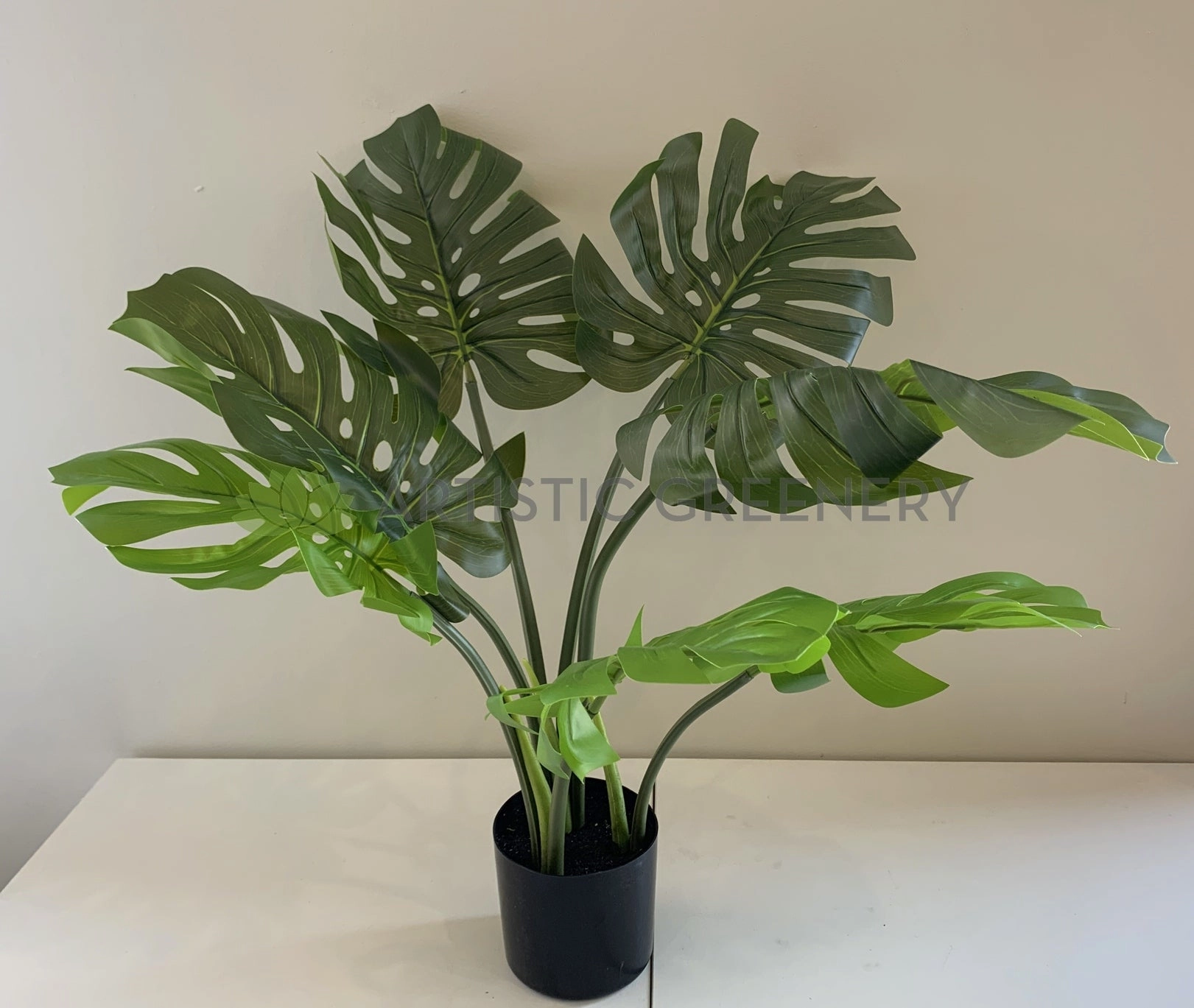 SP0351 Monstera / Swiss Cheese Plant Potted 65cm