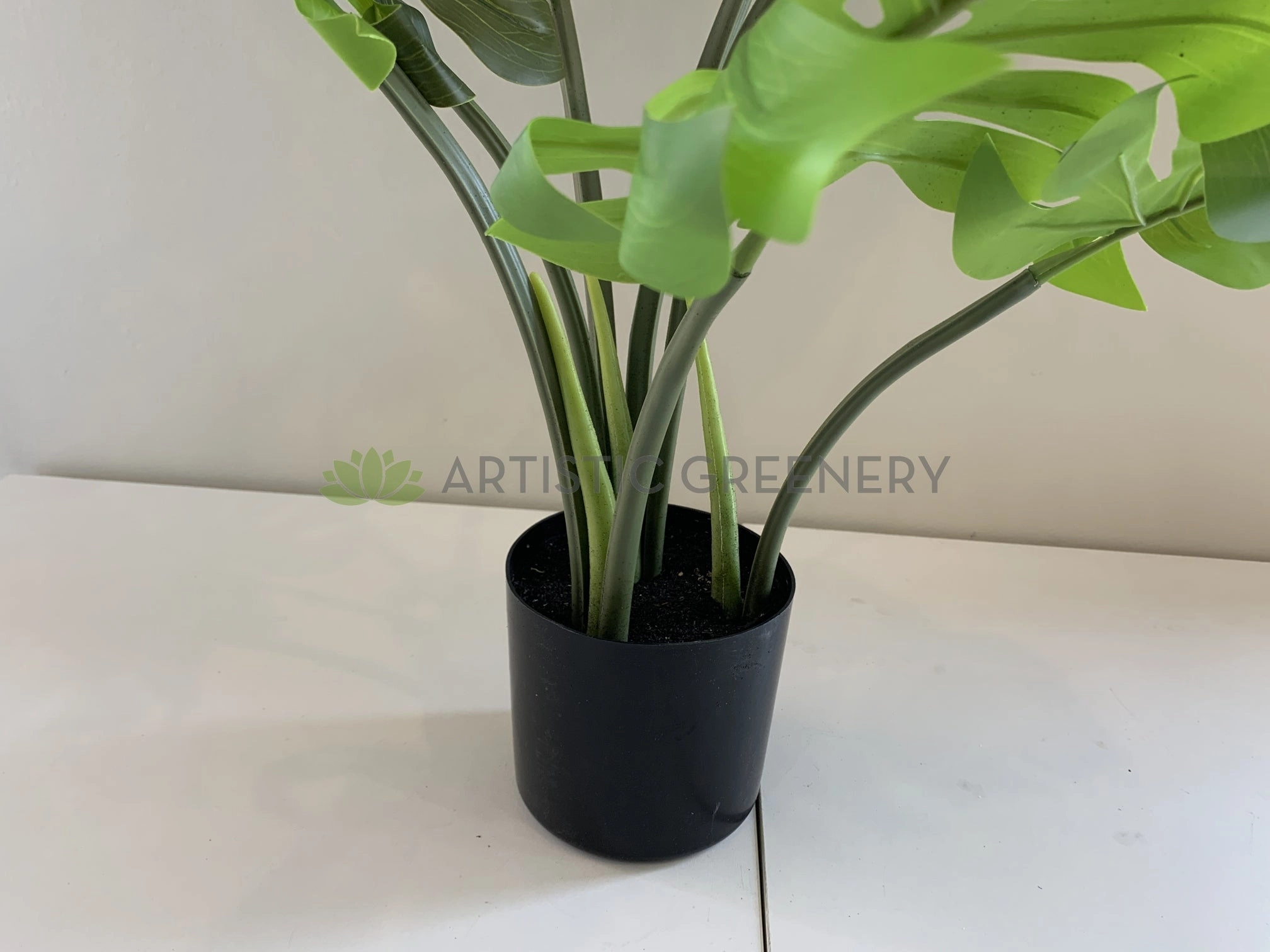 SP0351 Monstera / Swiss Cheese Plant Potted 65cm