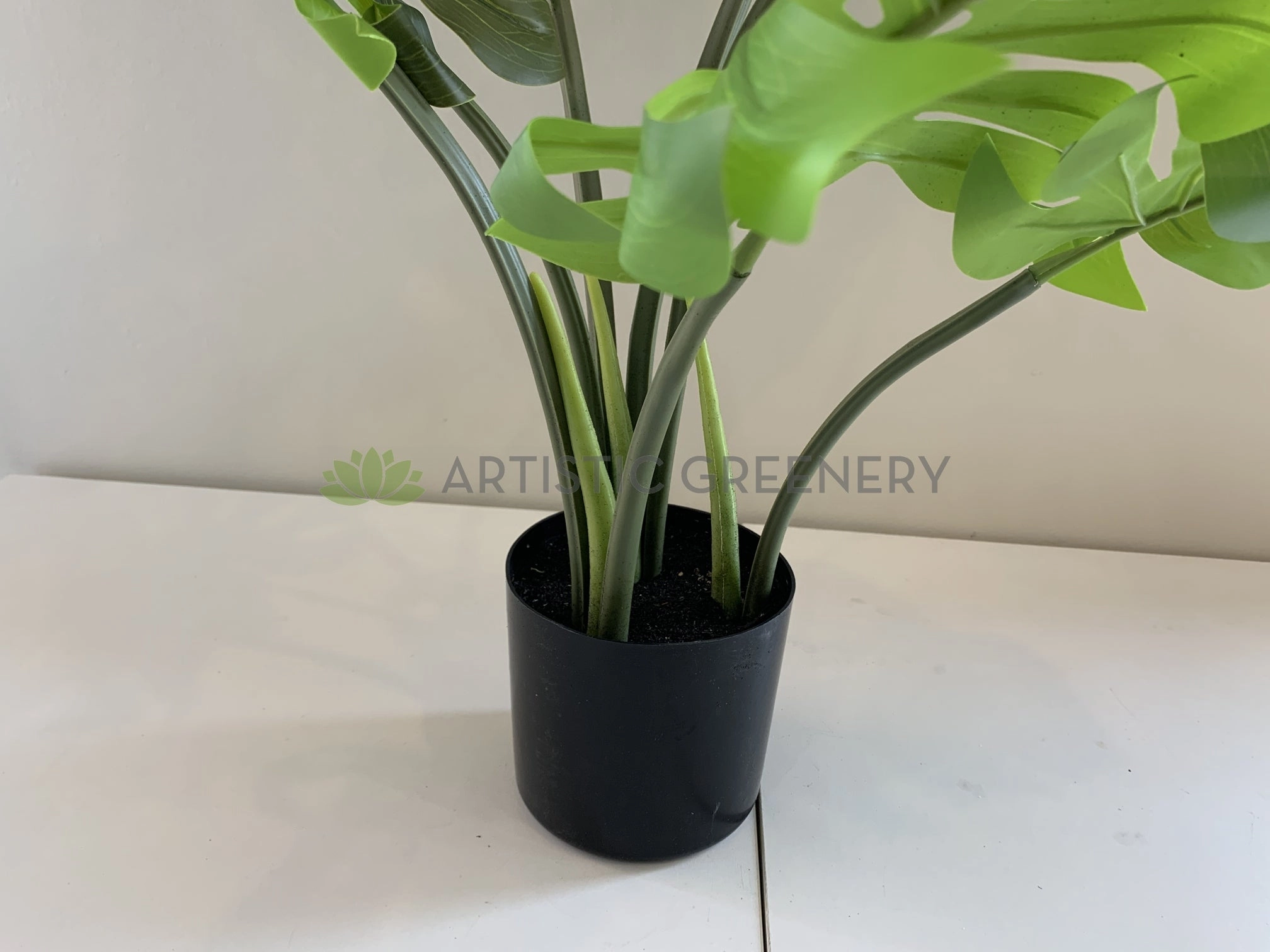 SP0351 Monstera / Swiss Cheese Plant Potted 65cm