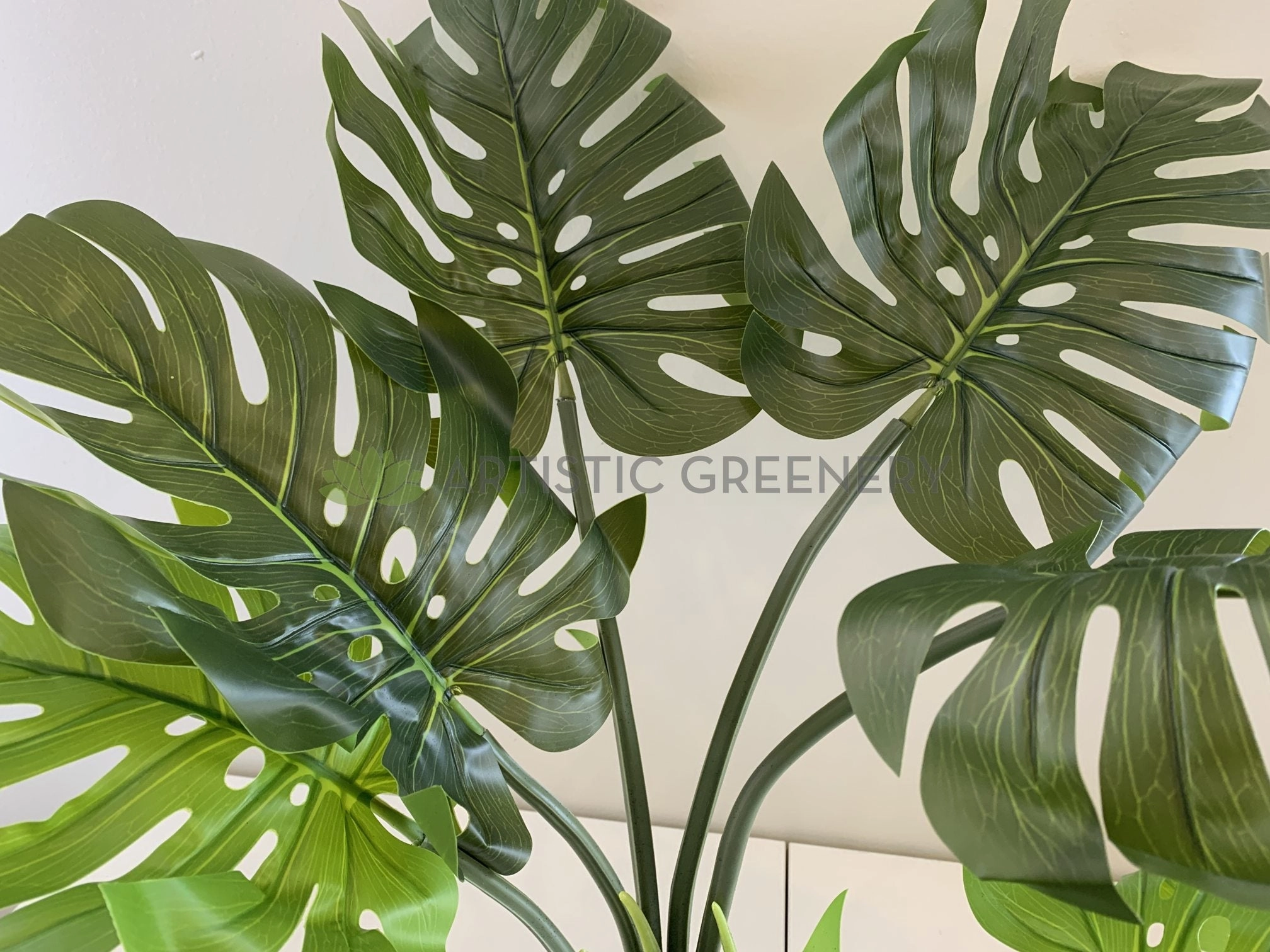 SP0351 Monstera / Swiss Cheese Plant Potted 65cm
