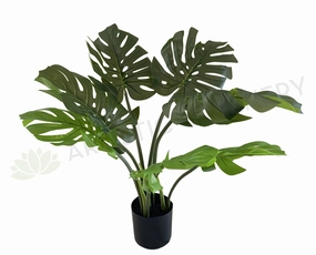 SP0351 Monstera / Swiss Cheese Plant Potted 65cm xl flower pot  