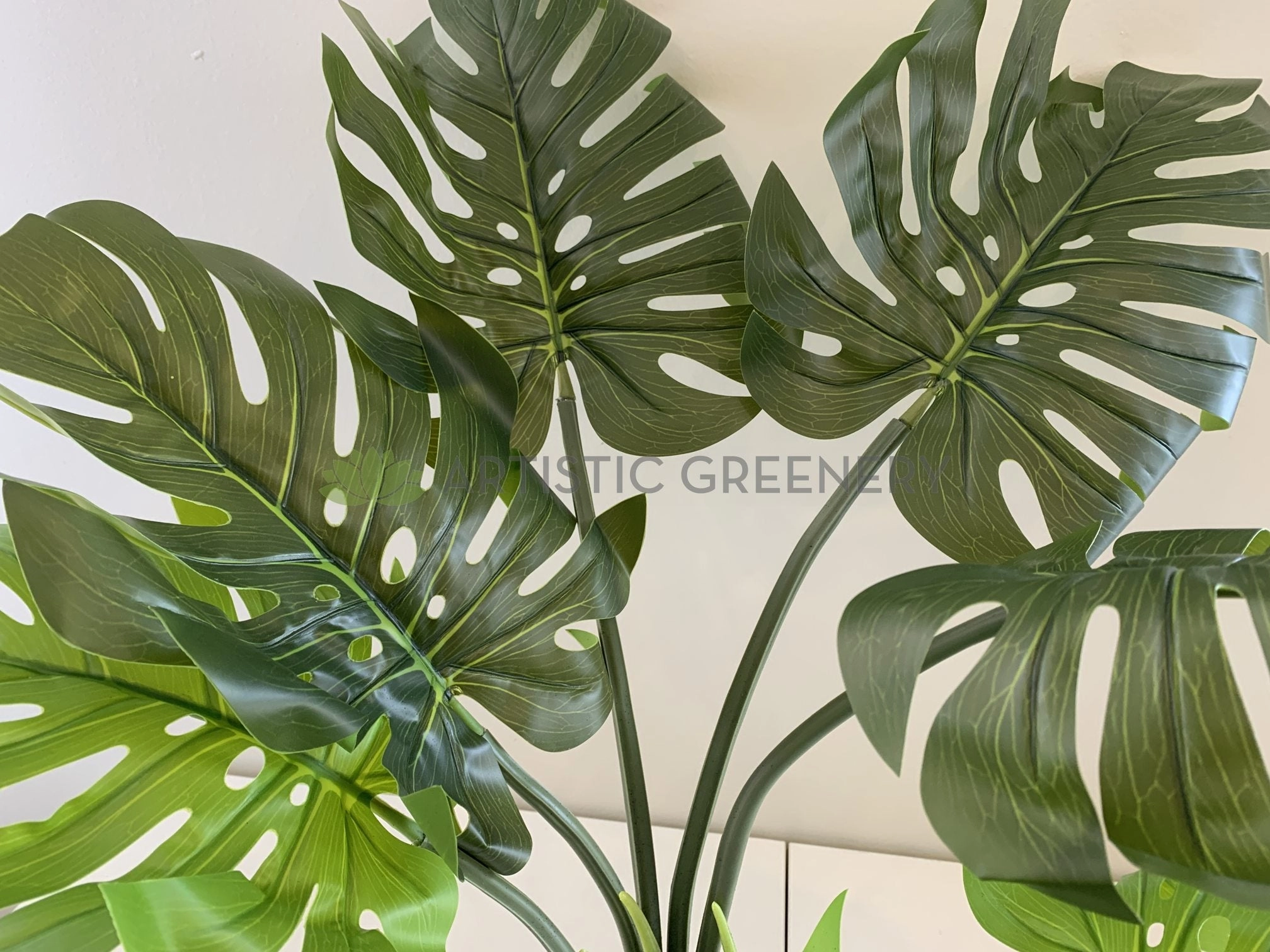 SP0351 Monstera / Swiss Cheese Plant Potted 65cm