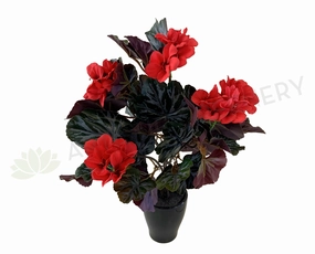 SP0357 Chinese Flowering Crabapple Bunch 36cm xl flower pot  