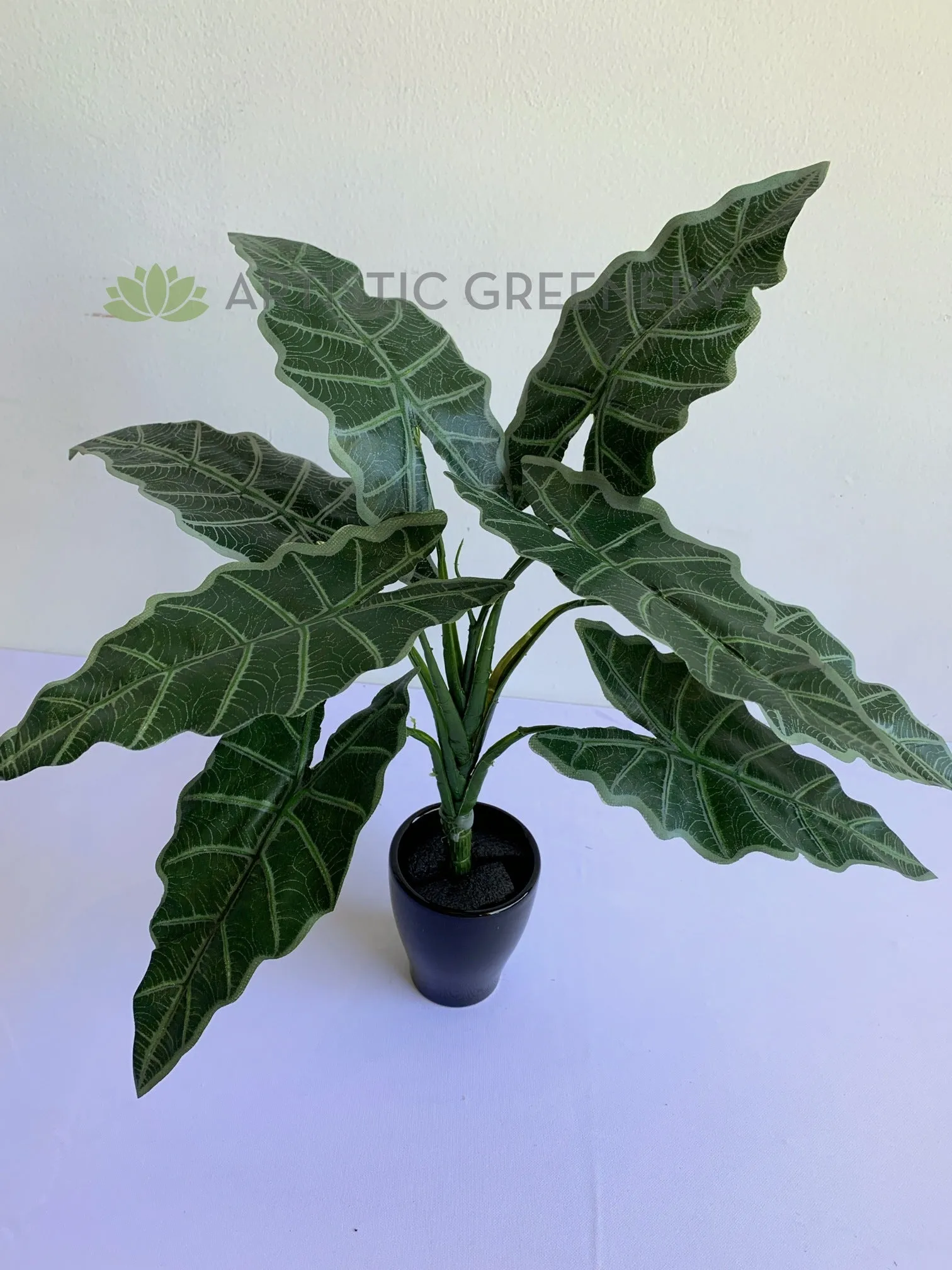 SP0384 Caladium Plant 47cm