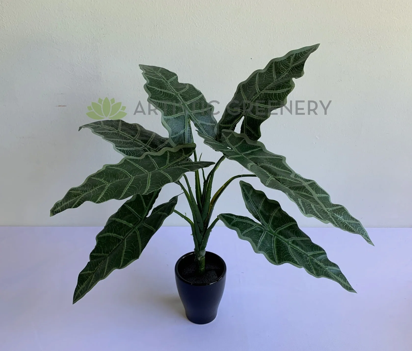SP0384 Caladium Plant 47cm