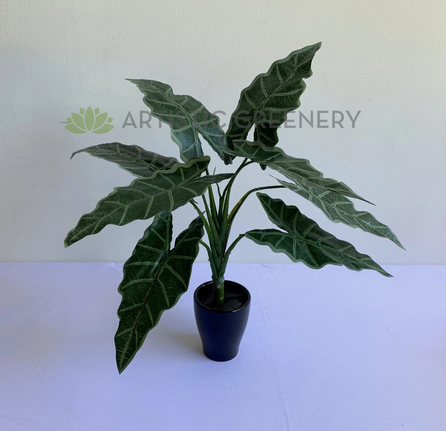 SP0384 Caladium Plant 47cm