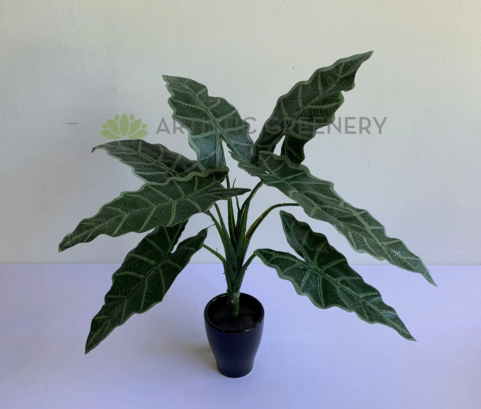 SP0384 Caladium Plant 47cm