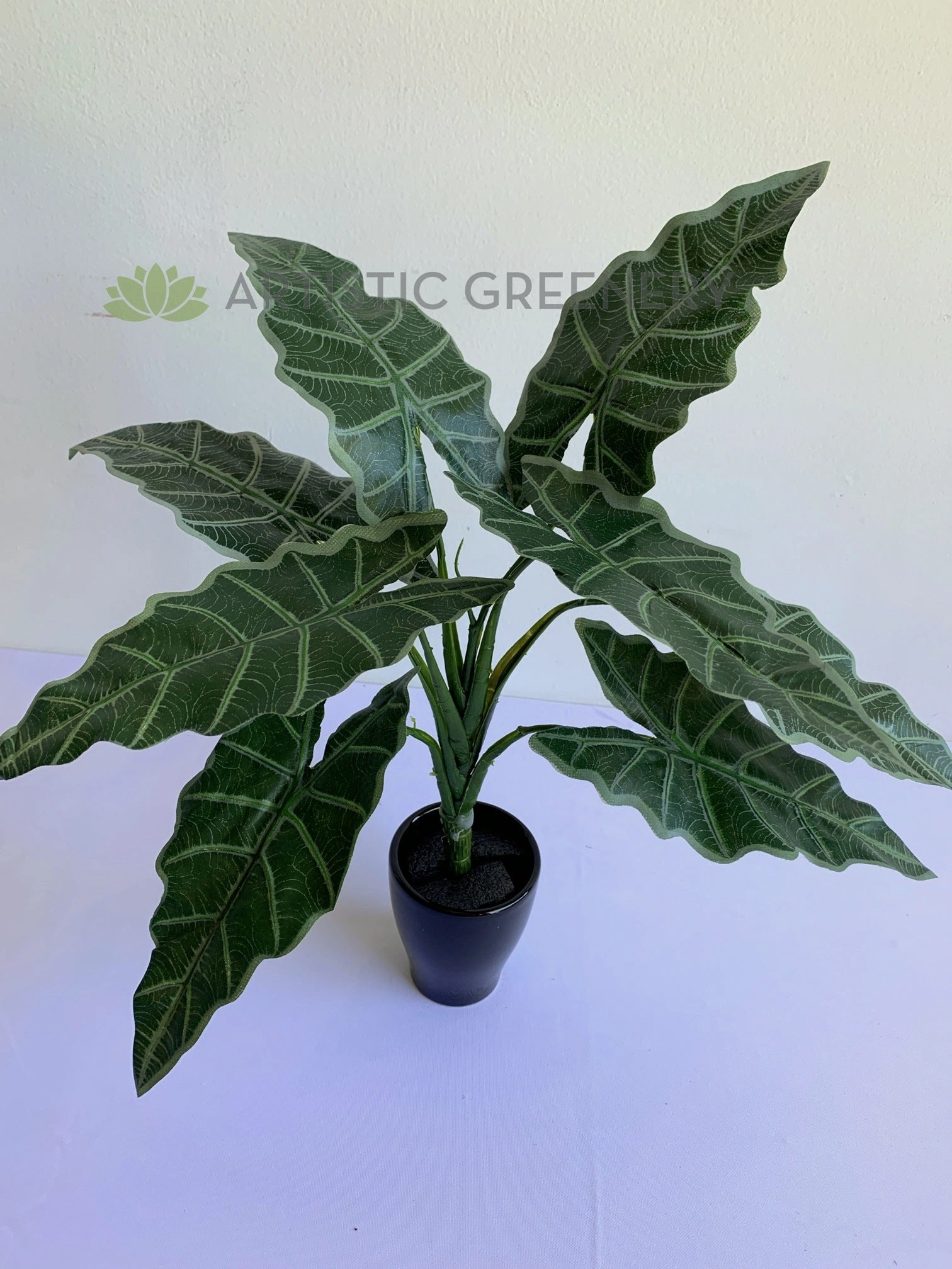 SP0384 Caladium Plant 47cm