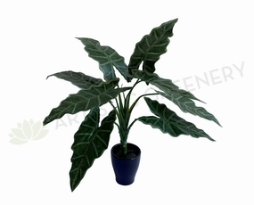 SP0384 Caladium Plant 47cm xl flower pot  