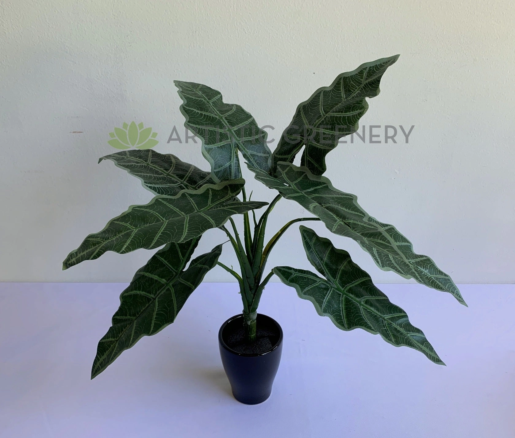 SP0384 Caladium Plant 47cm