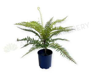 SP0386-S92 Boston Fern 46cm Real Touch Quality dried green plant  
