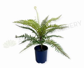 SP0386-S92 Boston Fern 46cm Real Touch Quality summer vegetable seed  