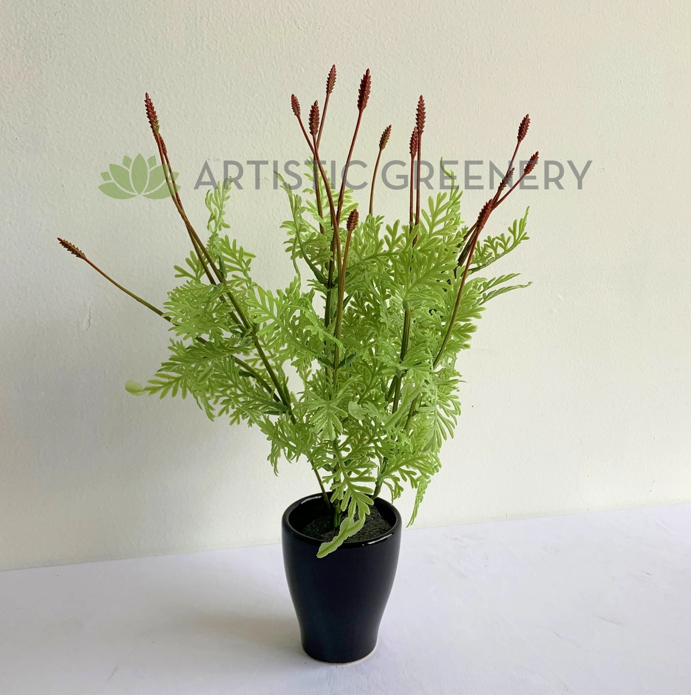 SP0392 Seeded Dusty Miller Plant 38cm