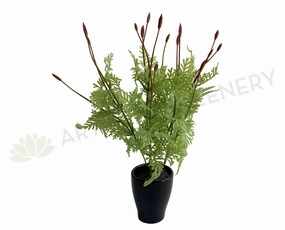 SP0392 Seeded Dusty Miller Plant 38cm xl flower pot  