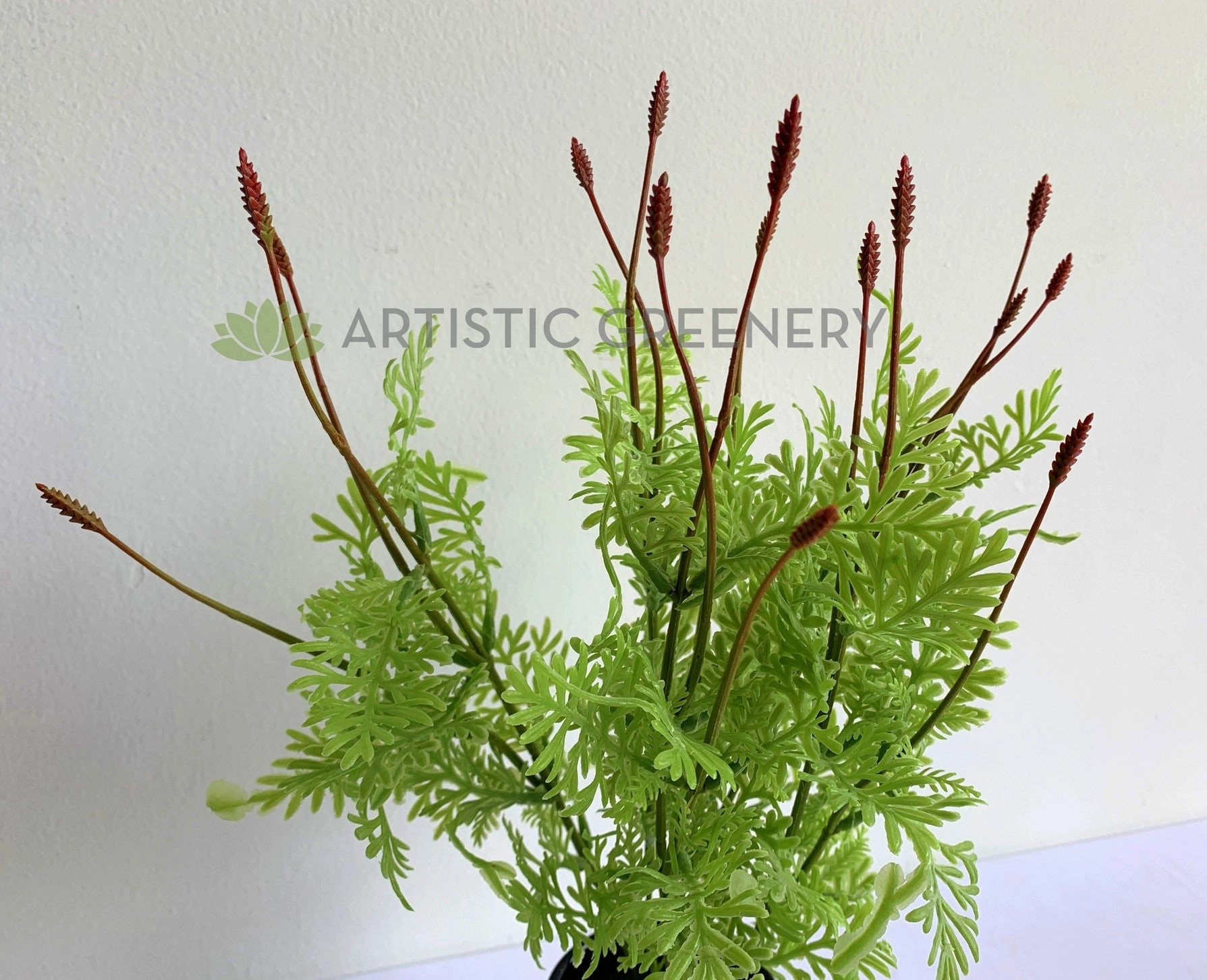 SP0392 Seeded Dusty Miller Plant 38cm
