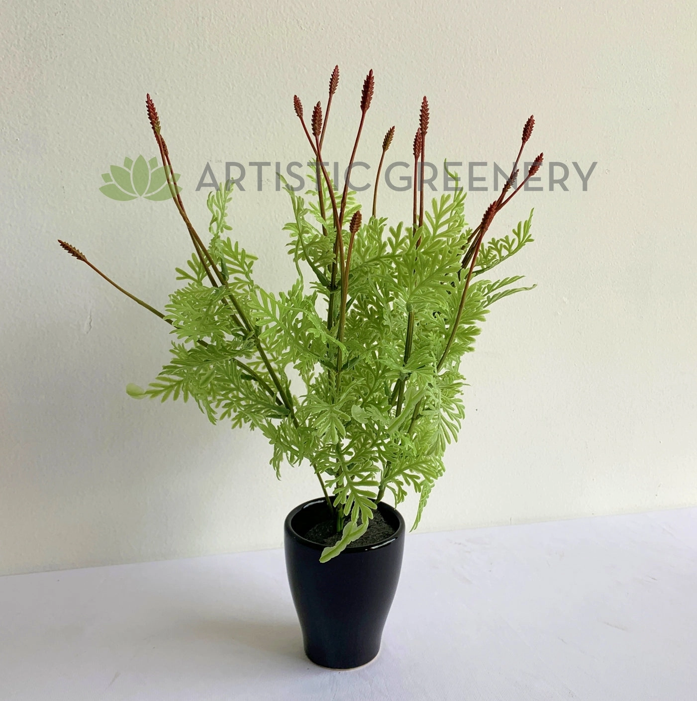 SP0392 Seeded Dusty Miller Plant 38cm