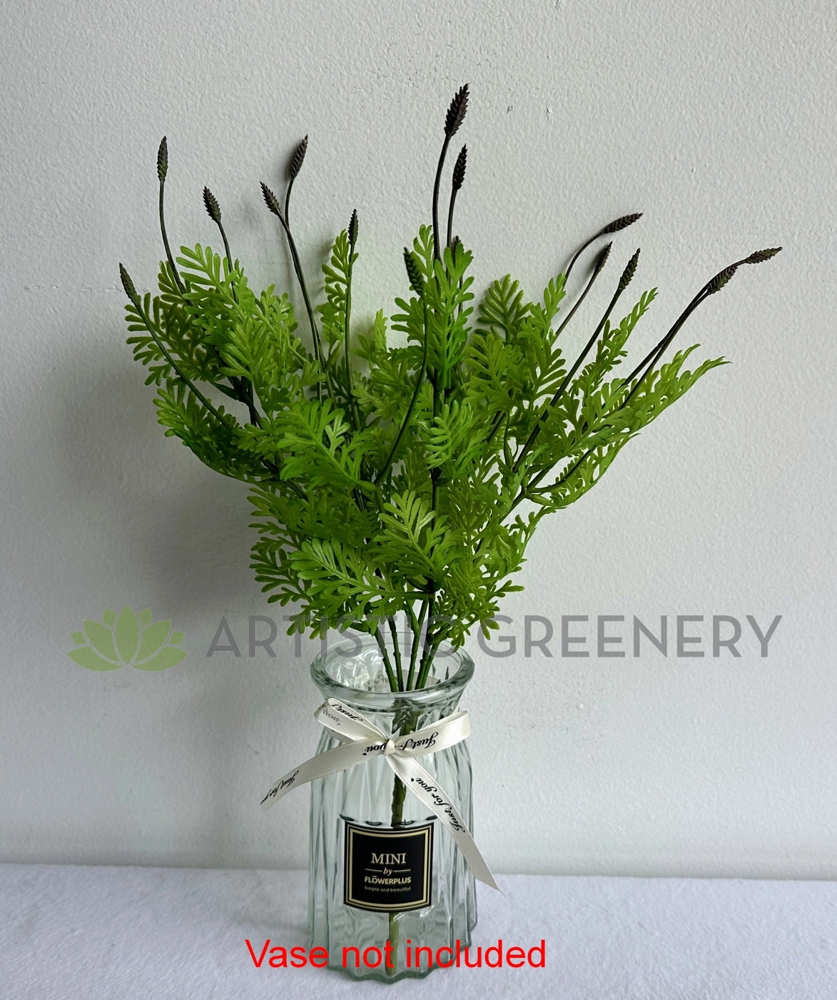 SP0392BLA Seeded Dusty Miller Plant 38cm Black Tips