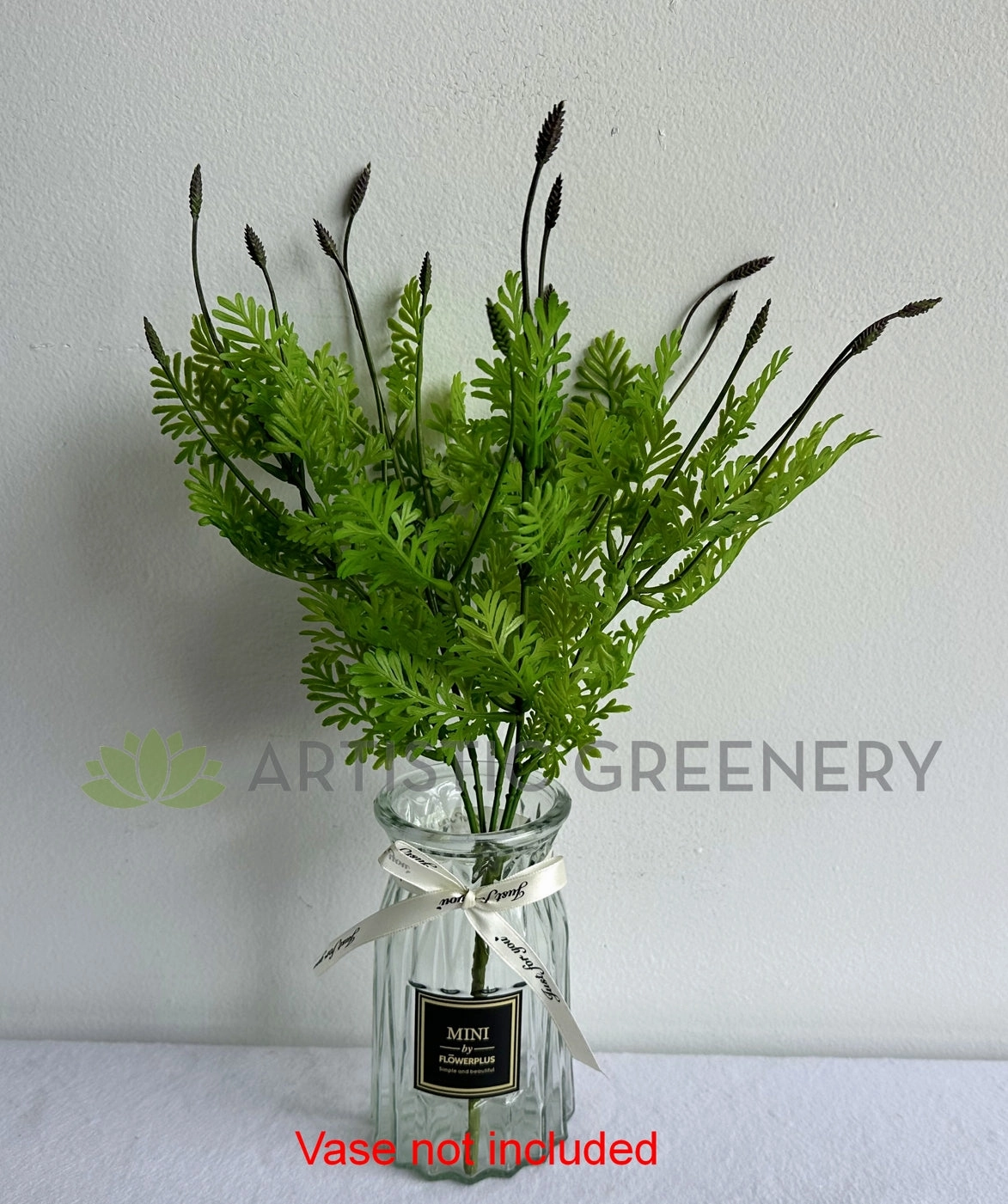 SP0392BLA Seeded Dusty Miller Plant 38cm Black Tips