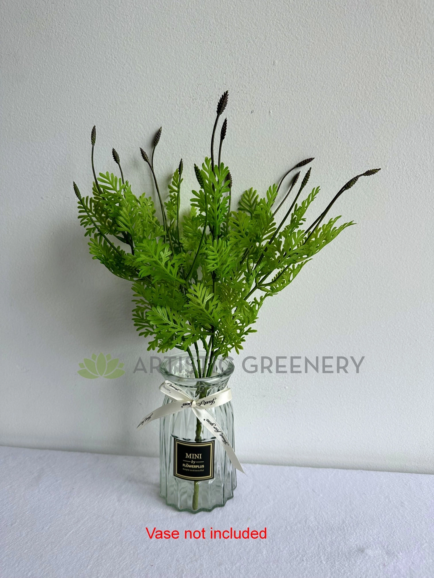 SP0392BLA Seeded Dusty Miller Plant 38cm Black Tips