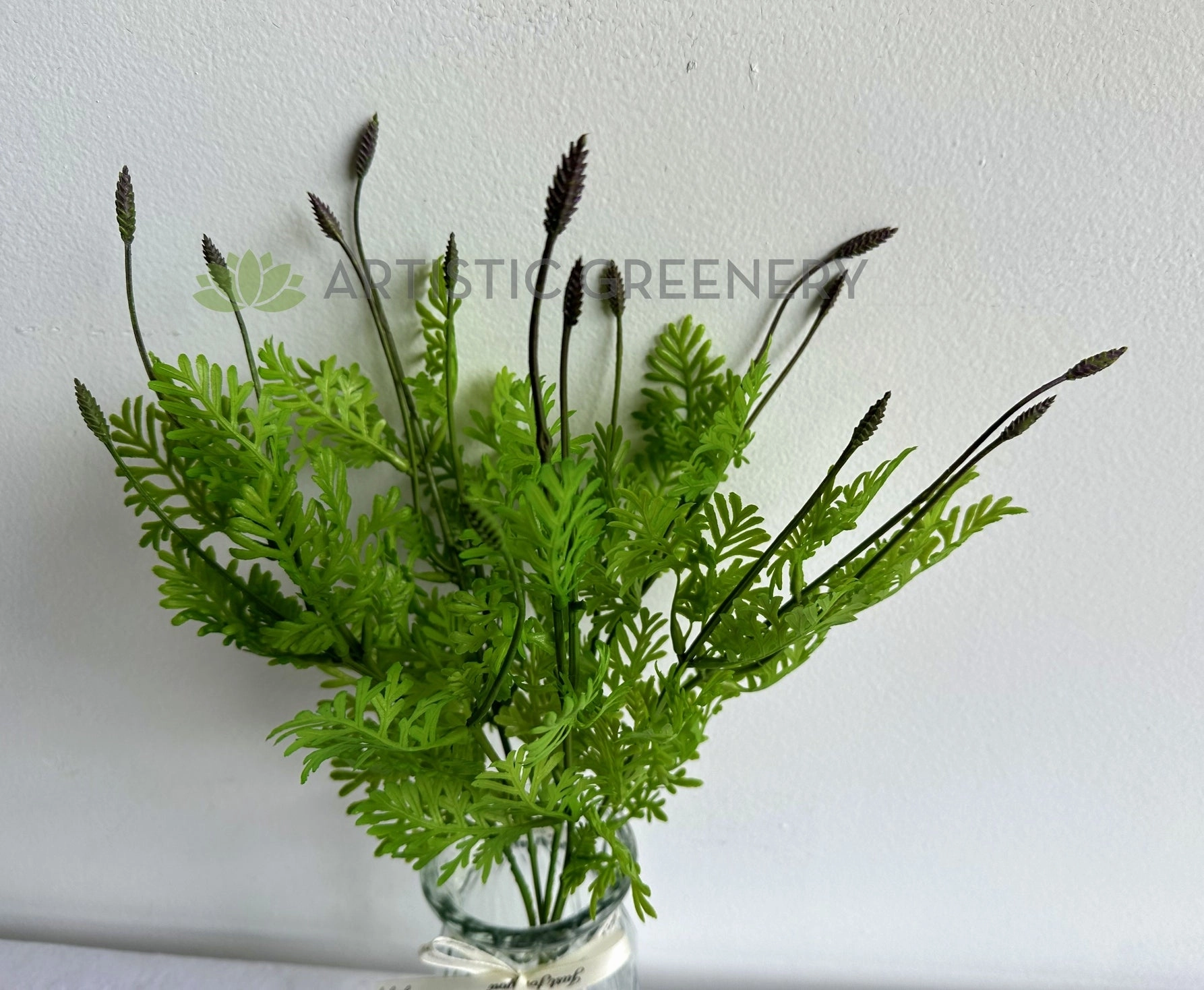 SP0392BLA Seeded Dusty Miller Plant 38cm Black Tips