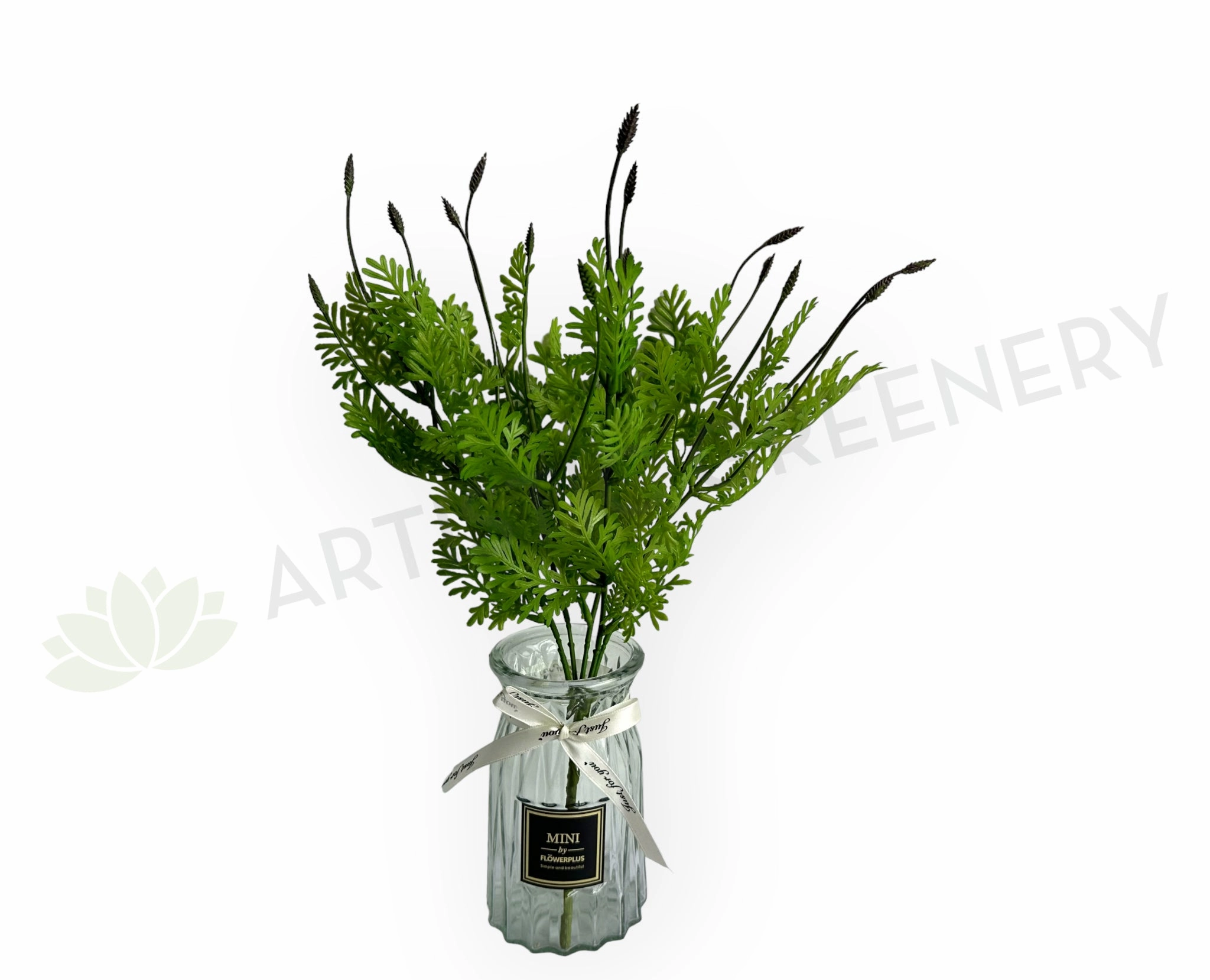 SP0392BLA Seeded Dusty Miller Plant 38cm Black Tips xl flower pot  