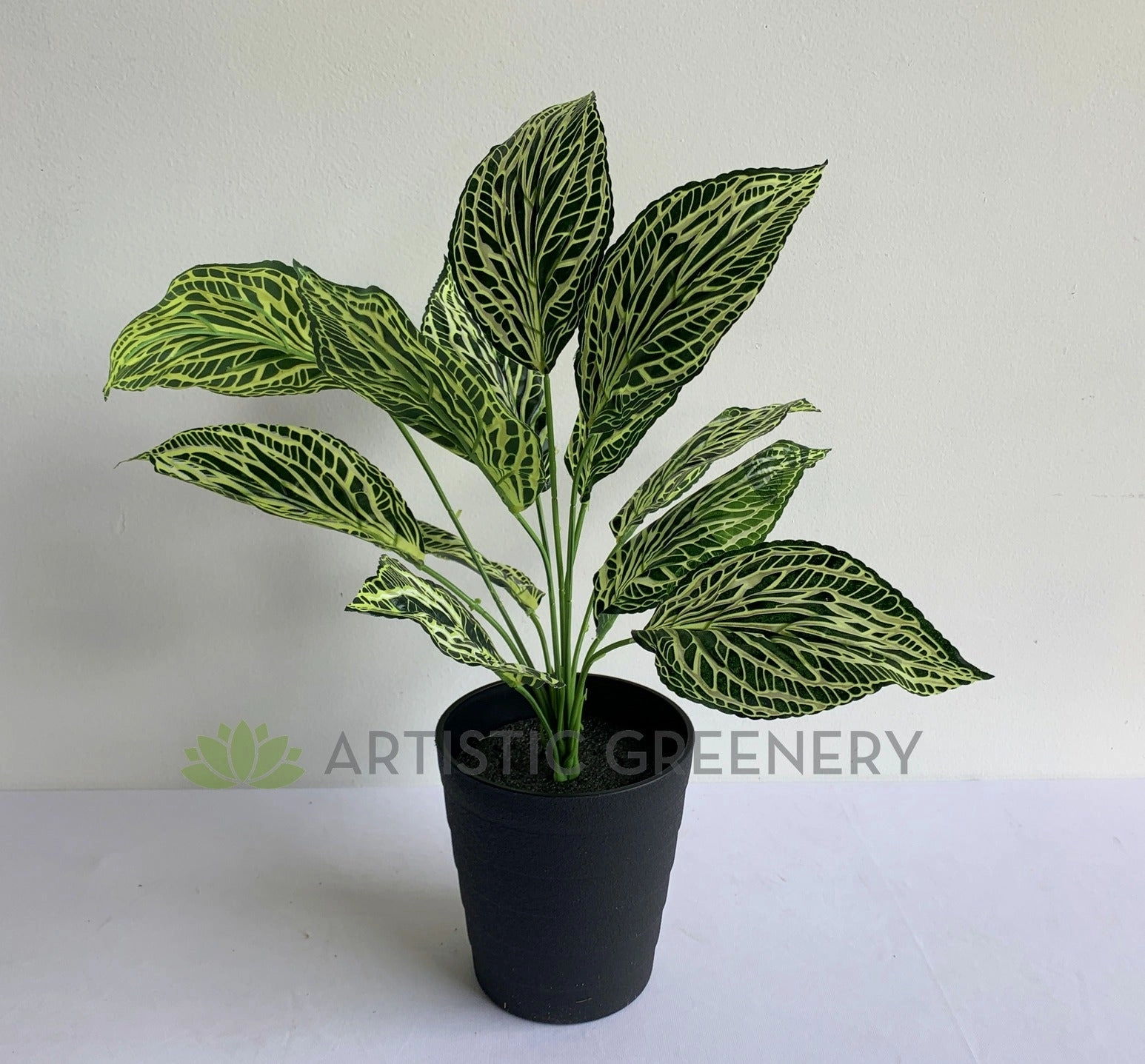SP0393 Peperomia Plant 42cm