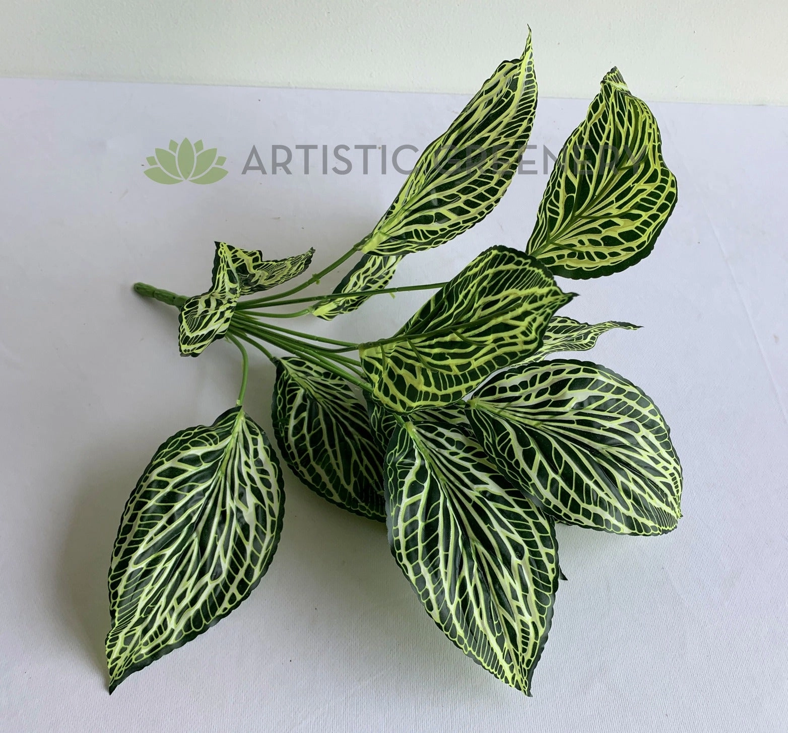 SP0393 Peperomia Plant 42cm
