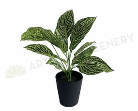 SP0393 Peperomia Plant 42cm xl flower pot  