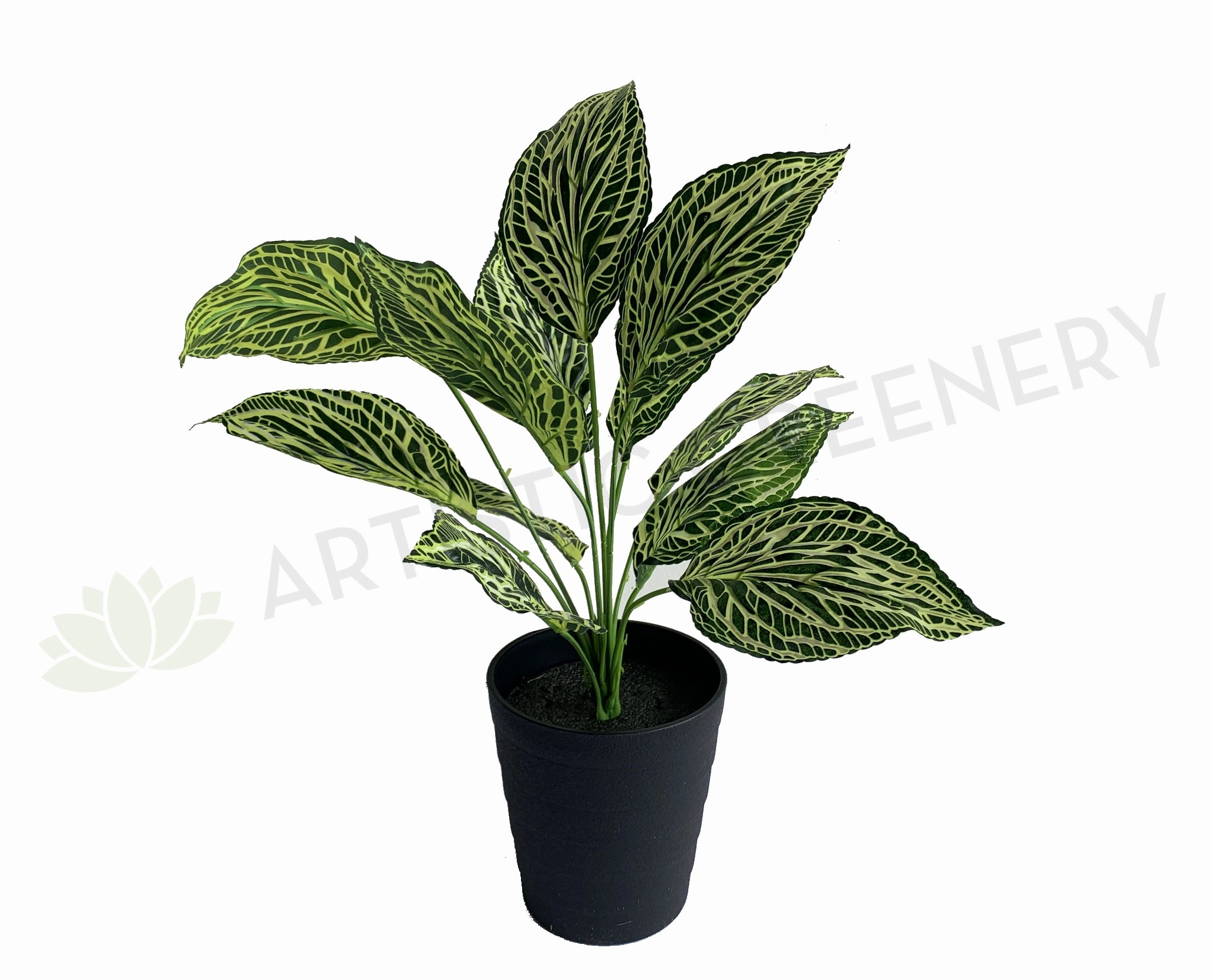 SP0393 Peperomia Plant 42cm indoor plant stand  