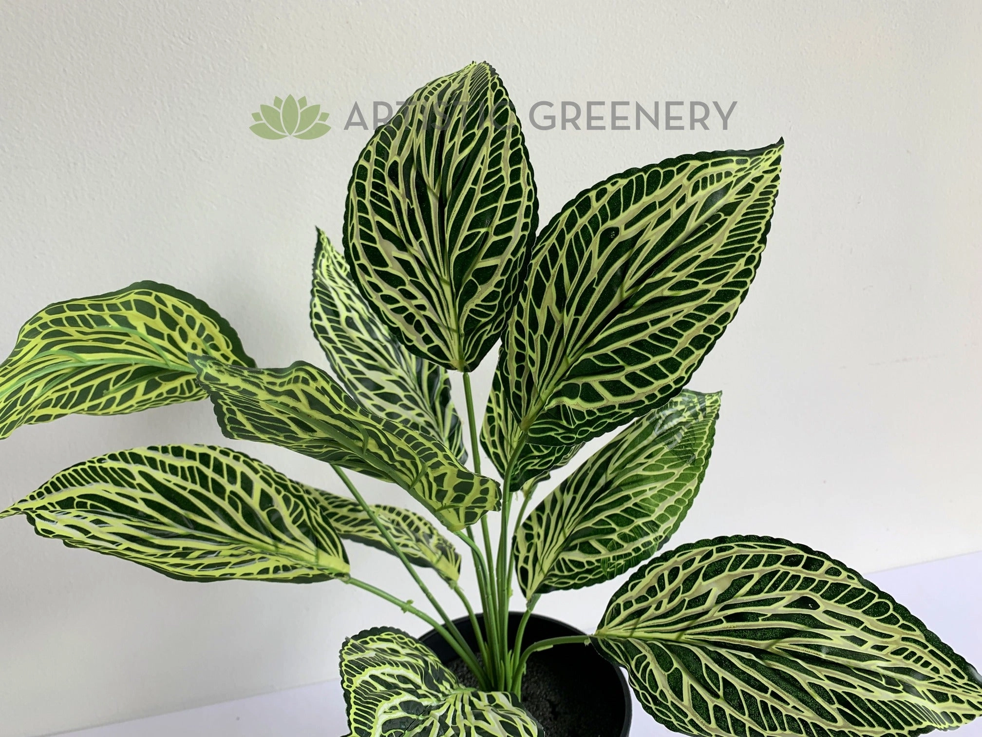 SP0393 Peperomia Plant 42cm