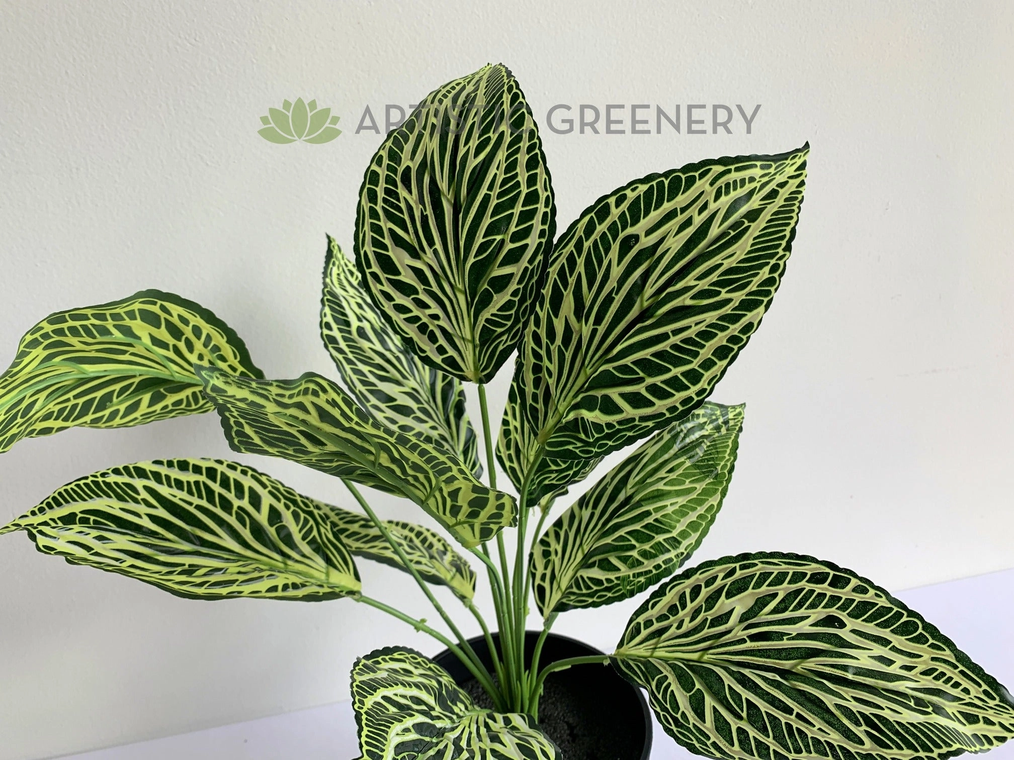 SP0393 Peperomia Plant 42cm