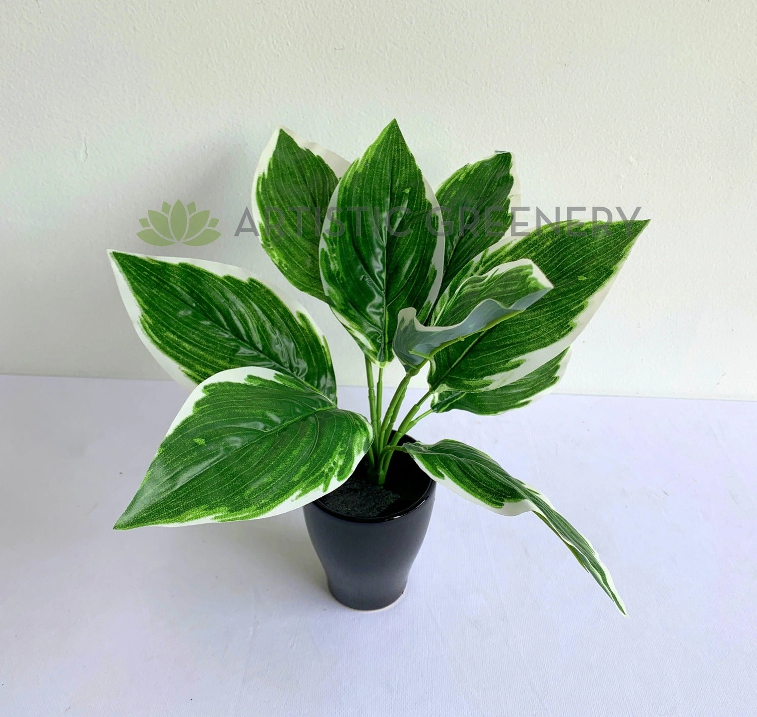 SP0394 Cast Iron Plant 32cm