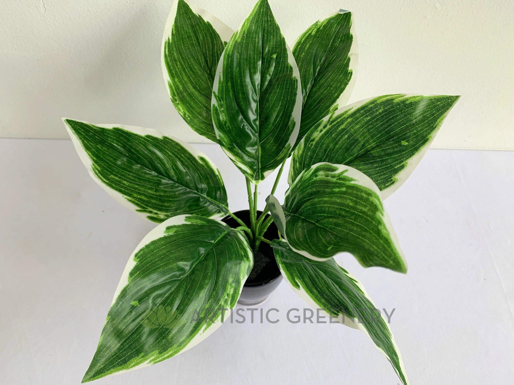 SP0394 Cast Iron Plant 32cm