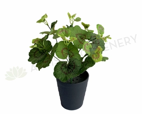 SP0395 Begonia / Merry Go Round Plant 30cm indoor plant stand  