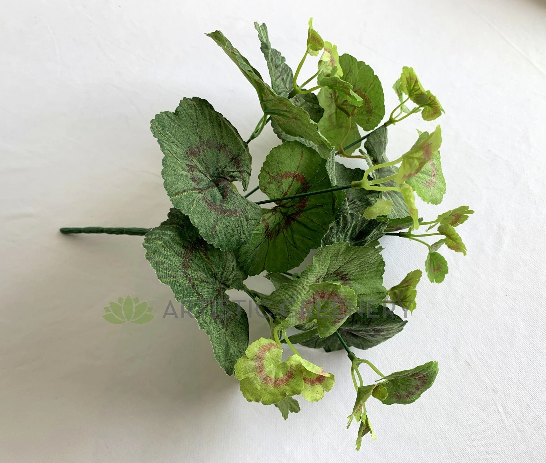 SP0395 Begonia / Merry Go Round Plant 30cm