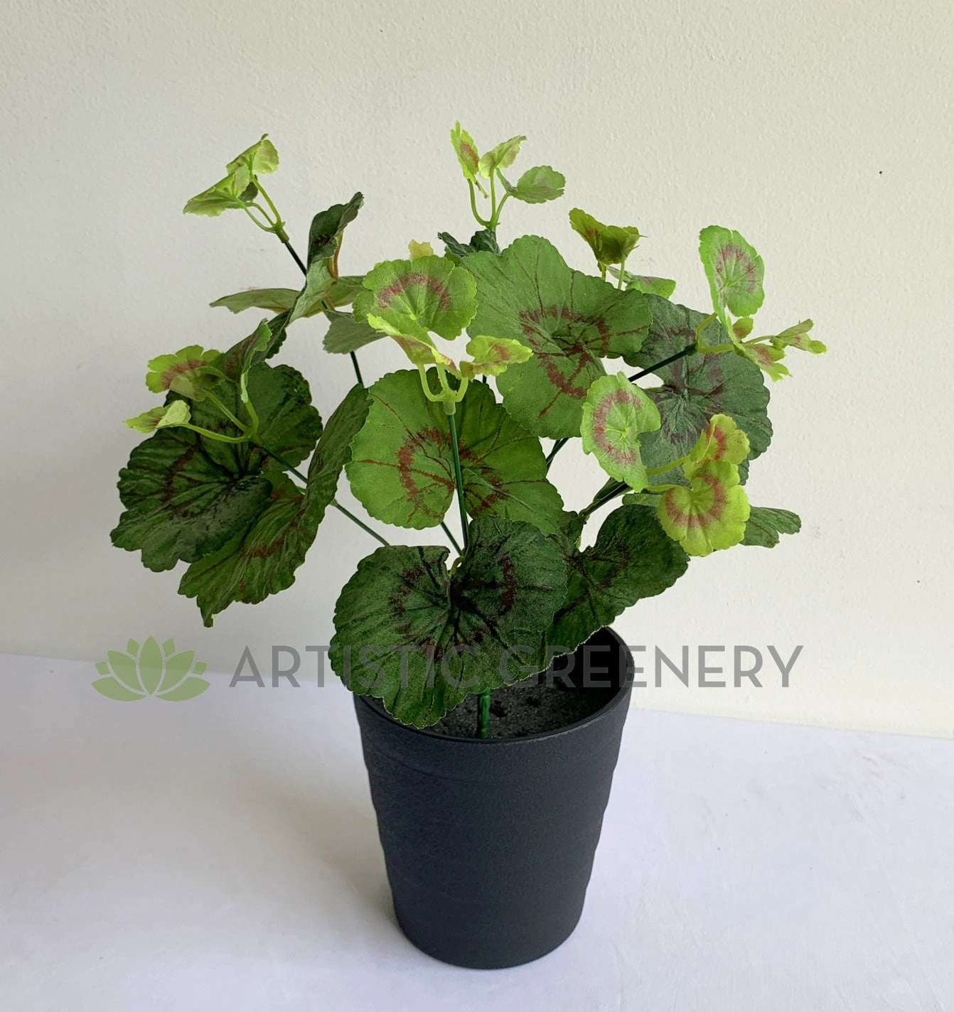 SP0395 Begonia / Merry Go Round Plant 30cm