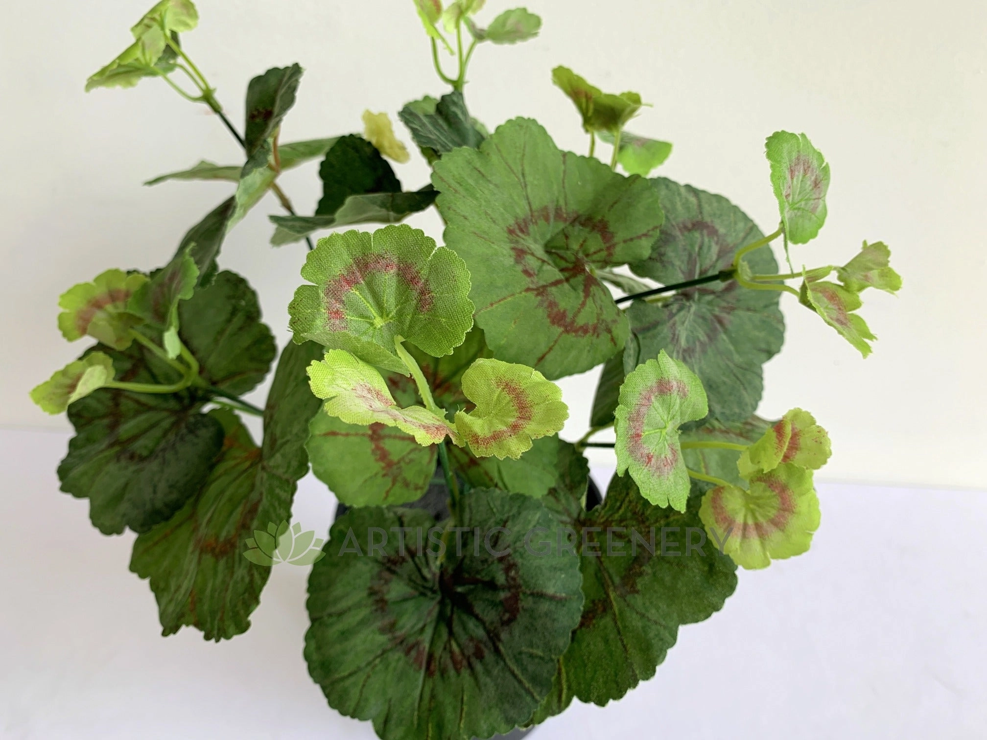 SP0395 Begonia / Merry Go Round Plant 30cm