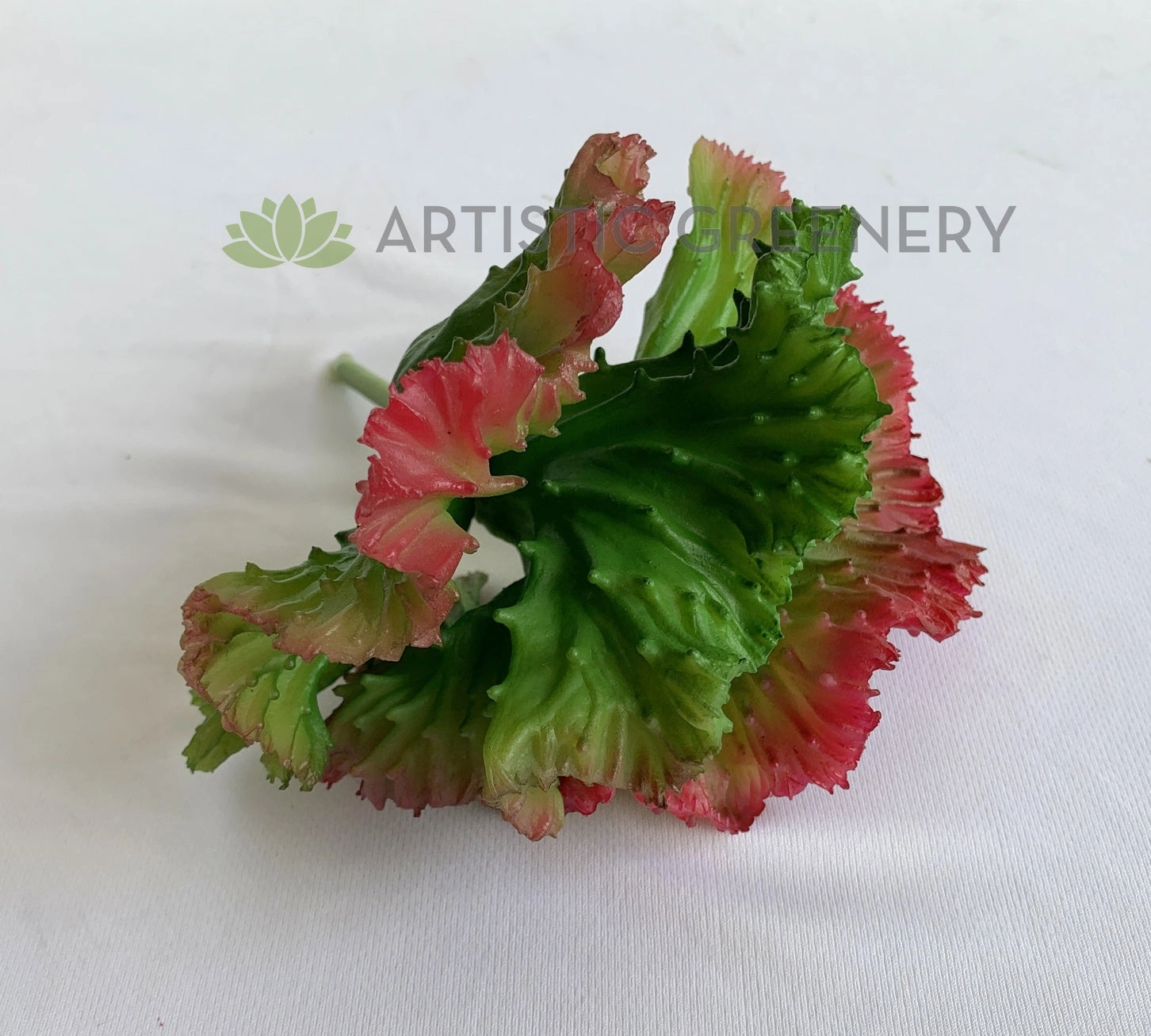 SP0397 Echeveria Mauna Loa 20cm 2 Colours